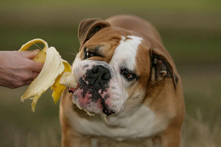 os cachorros devem comer banana