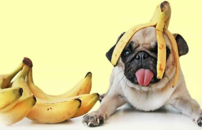 cachorros comem bananas